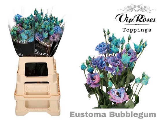 Eustoma Double Alissa Brownies c1616