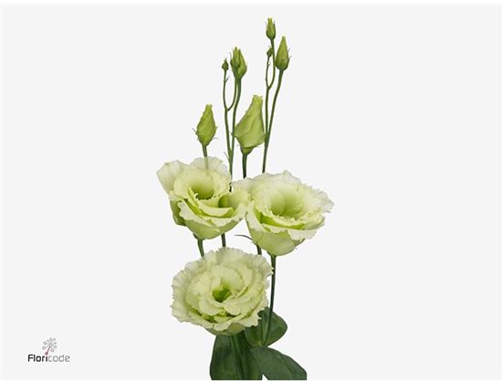 Eustoma Double Alissa Green c1622