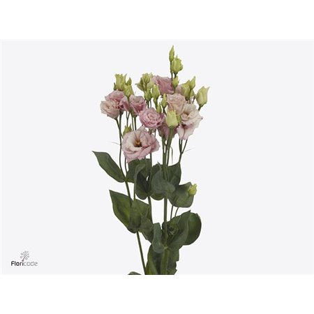 Eustoma Double Alissa Light Pink c1627