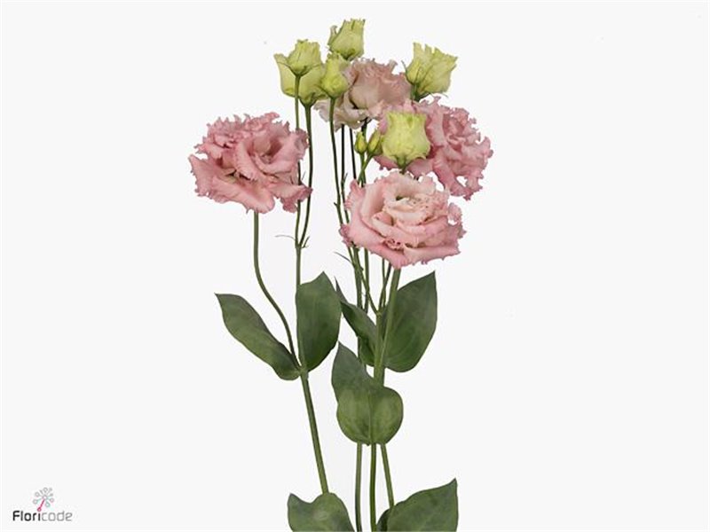 Eustoma Double Alissa Pink c1631