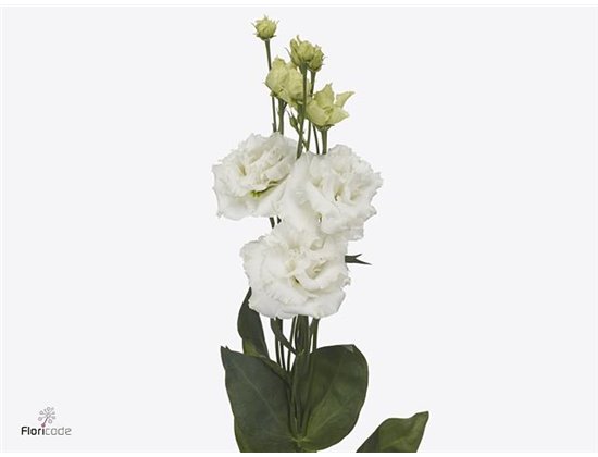 Eustoma Double Alissa Pure White c1632