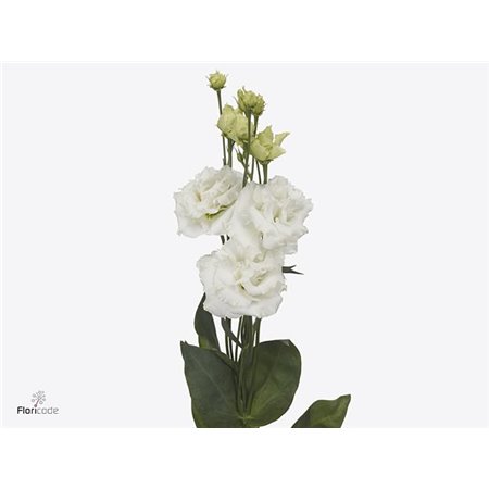 Eustoma Double Alissa Pure White c1632