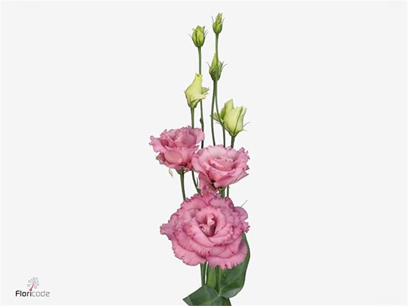 Eustoma Double Alissa Rose Pink c1633