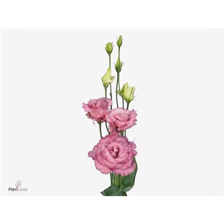 Eustoma Double Alissa Rose Pink c1633