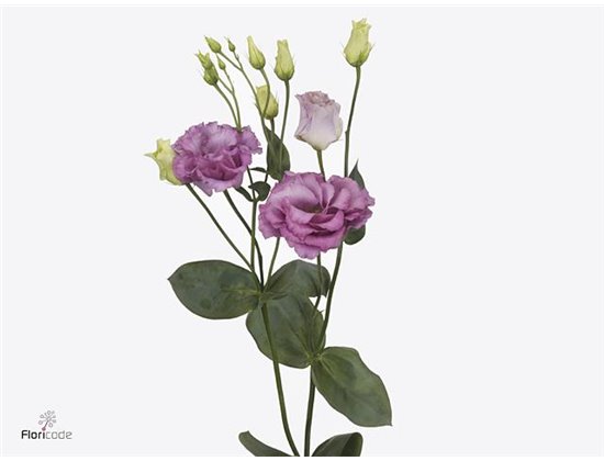 Eustoma Double Celeb Grape c1641
