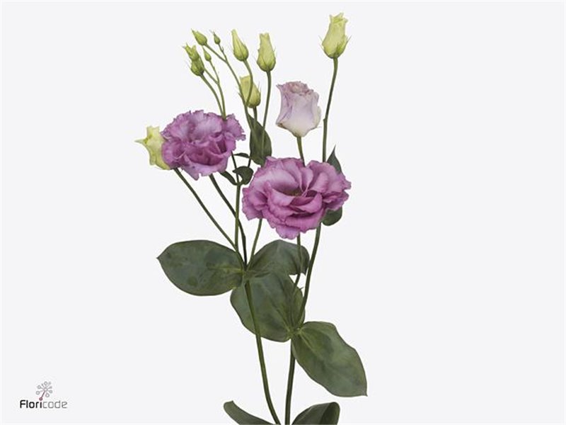 Eustoma Double Celeb Grape c1641