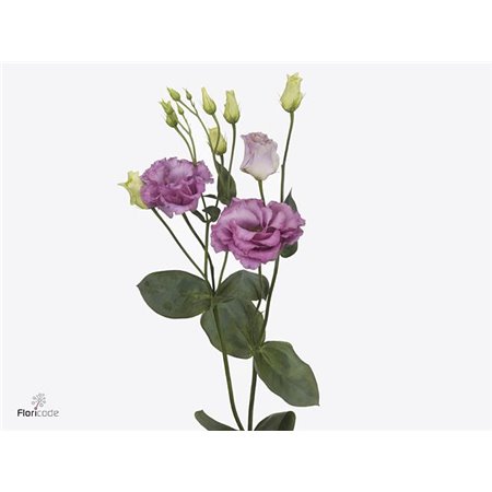 Eustoma Double Celeb Grape c1641