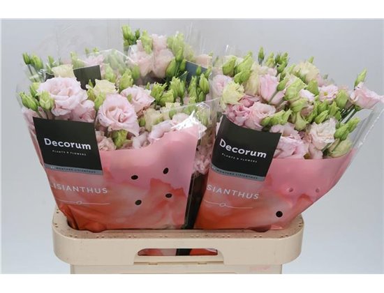 Eustoma Double Chac Soft Pink c1642