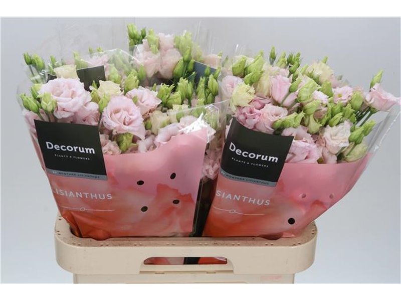 Eustoma Double Chac Soft Pink c1642