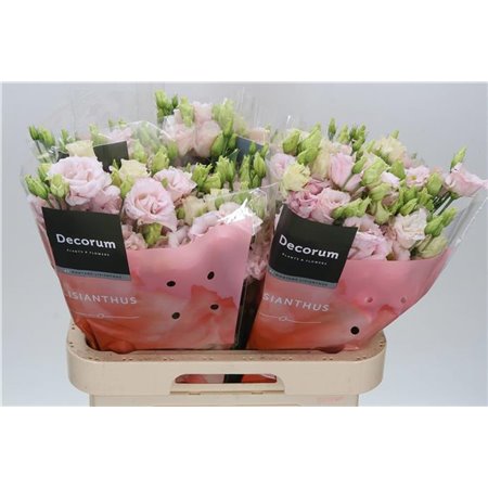 Eustoma Double Chac Soft Pink c1642