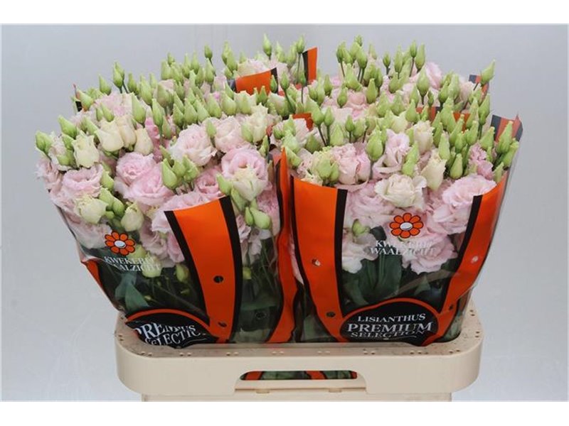 Eustoma Double Chac Wedding Pink c1643