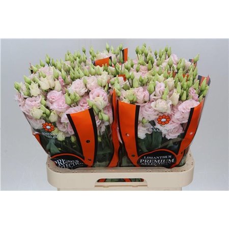 Eustoma Double Chac Wedding Pink c1643
