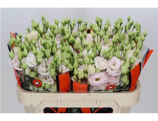 Eustoma Double Chac Wedding Pink c1644
