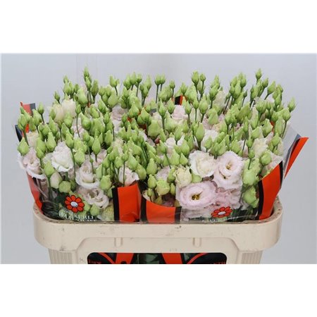 Eustoma Double Chac Wedding Pink c1644