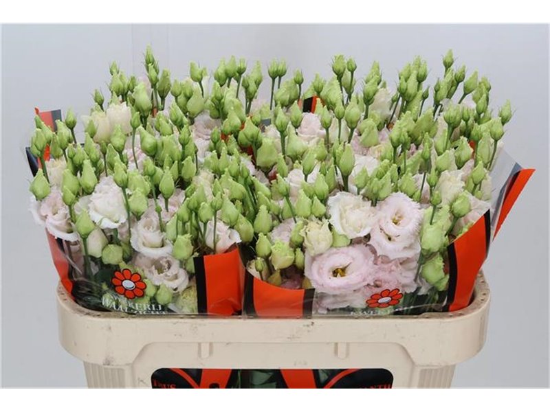 Eustoma Double Chac Wedding Pink c1645