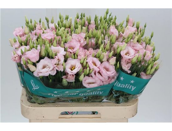 Eustoma Double Lis Soft Pink c1649