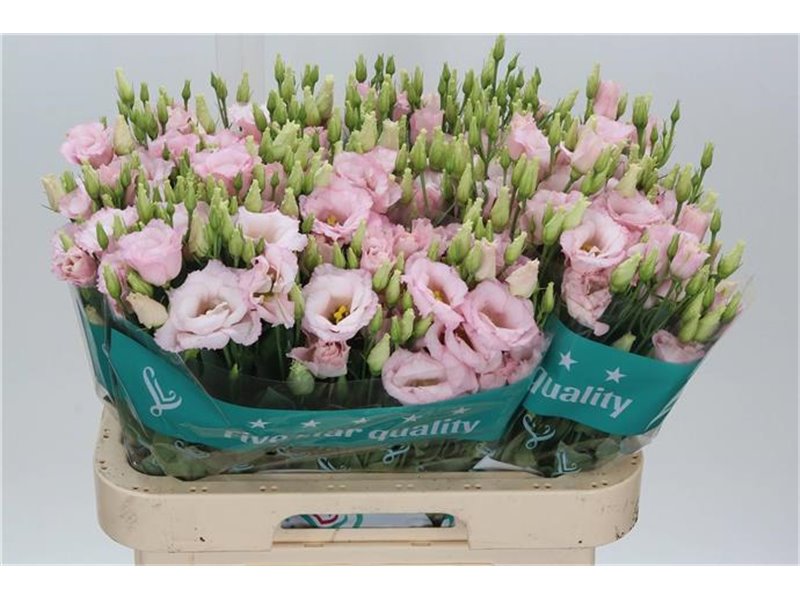 Eustoma Double Lis Soft Pink c1649