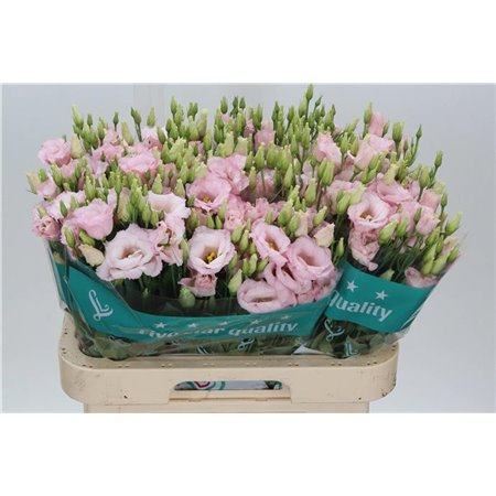 Eustoma Double Lis Soft Pink c1649