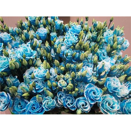 Eustoma Double Rosi G Pale Blue c1659