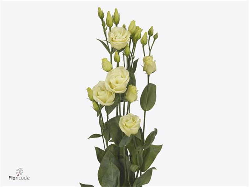 Eustoma Double Rosi Yellow c1675