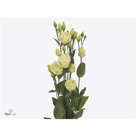 Eustoma Double Rosi Yellow c1675