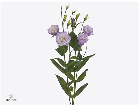 Eustoma Double Rosita Cherry c1677