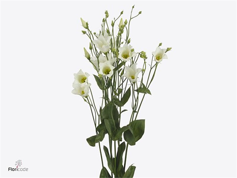Eustoma Single Botanic White c1683