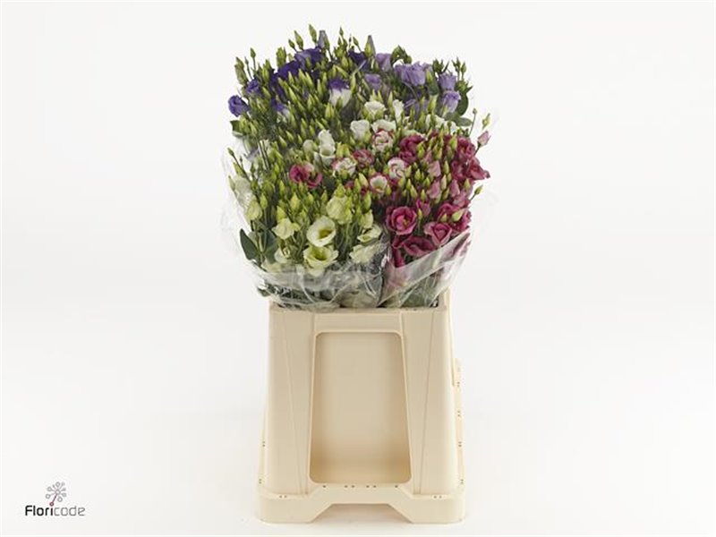 Eustoma Single Mixed in bucket c1686