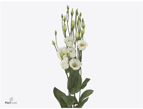 Eustoma Single Picco White c1688