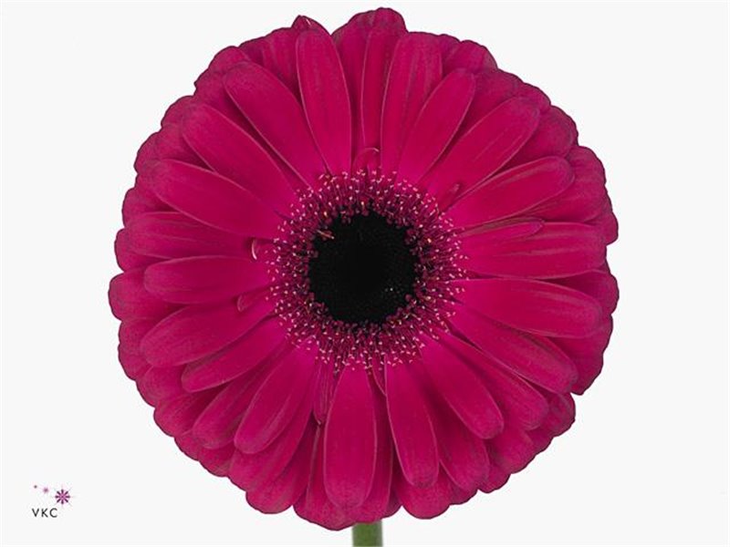Gerbera .racket Gr Aladin c1721
