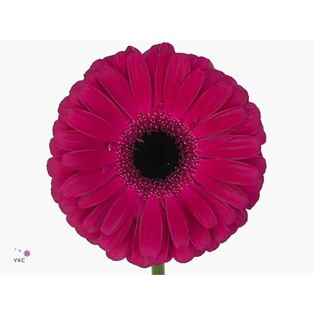 Gerbera .racket Gr Aladin c1721