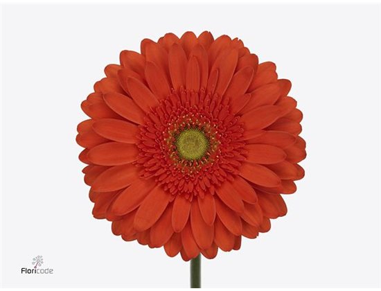 Gerbera .racket Gr Atlanta c1725