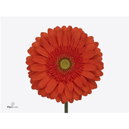 Gerbera .racket Gr Atlanta c1725