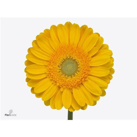 Gerbera .racket Gr Candela c1730