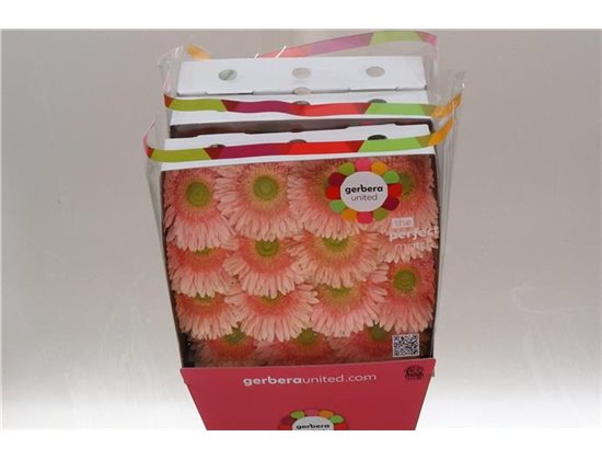 Gerbera .racket Gr Carlita c1731