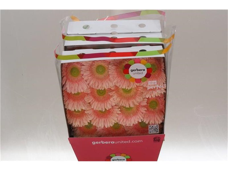 Gerbera .racket Gr Carlita c1731