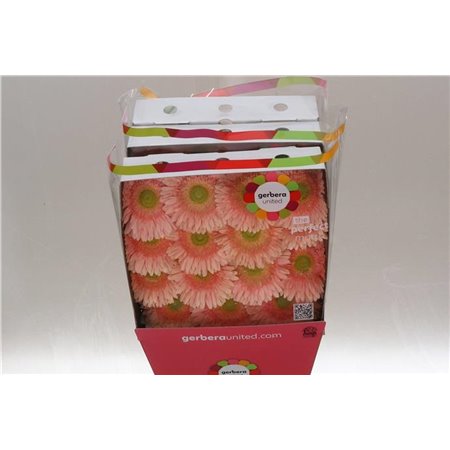 Gerbera .racket Gr Carlita c1731