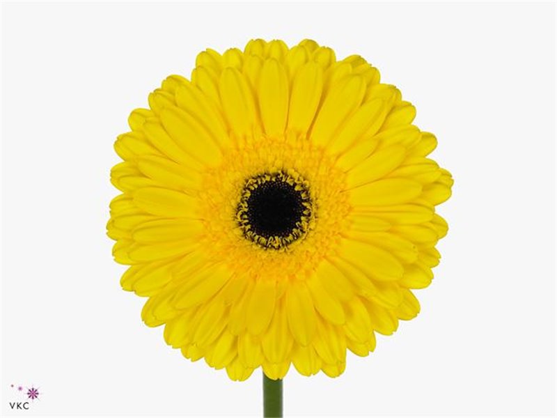 Gerbera .racket Gr Don Leo c1734