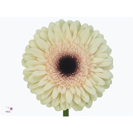 Gerbera .racket Gr Eclair c1735