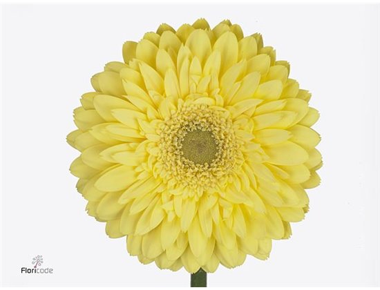 Gerbera .racket Gr Full Moon c1737