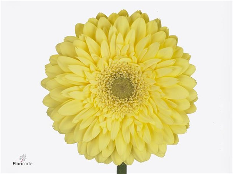 Gerbera .racket Gr Full Moon c1737