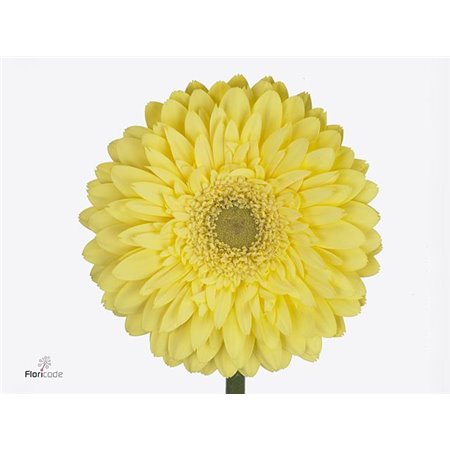 Gerbera .racket Gr Full Moon c1737