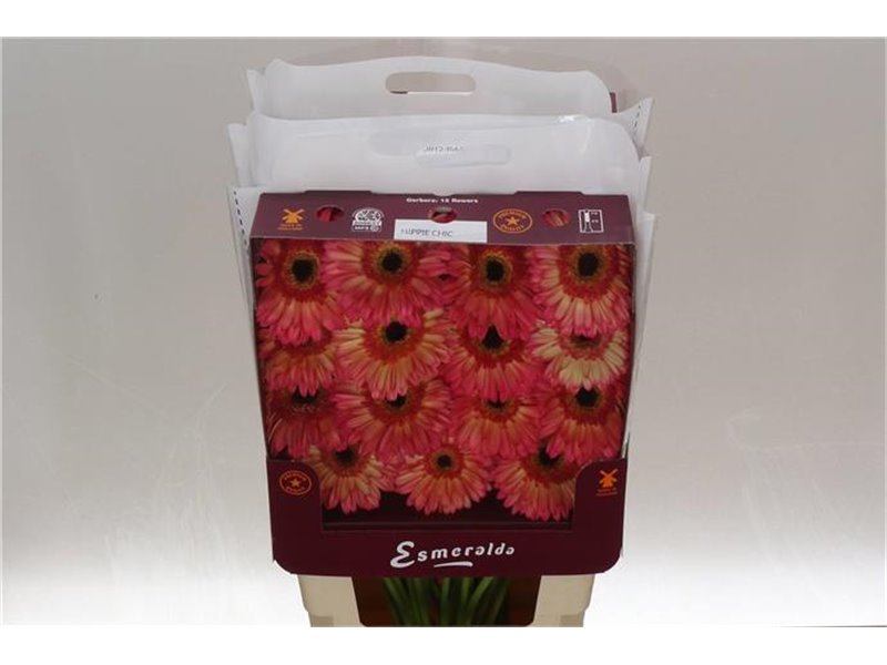 Gerbera .racket Gr Hippie Chic c1739