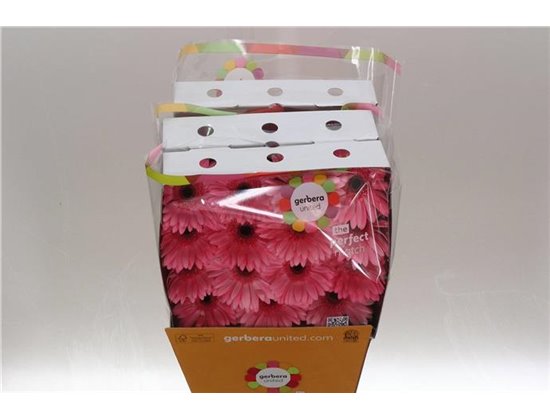Gerbera .racket Gr Joyride c1742