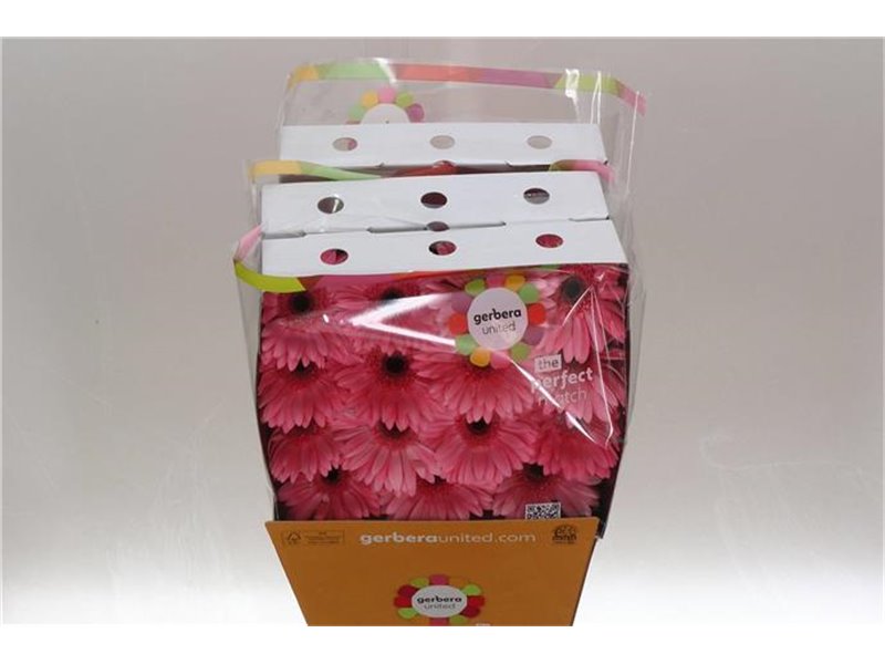 Gerbera .racket Gr Joyride c1742