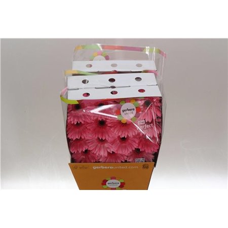 Gerbera .racket Gr Joyride c1742