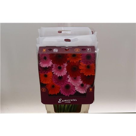 Gerbera .racket Gr Mixed Ibiza c1743