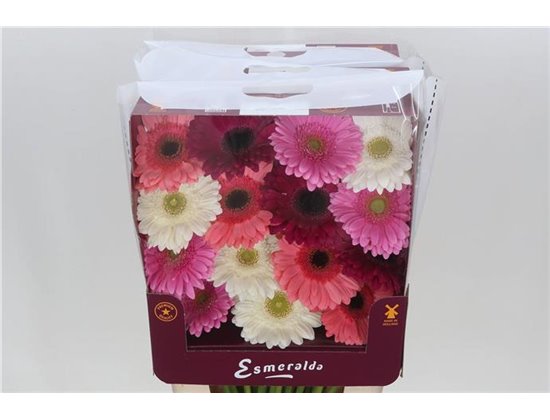 Gerbera .racket Gr Mixed Malaga c1745