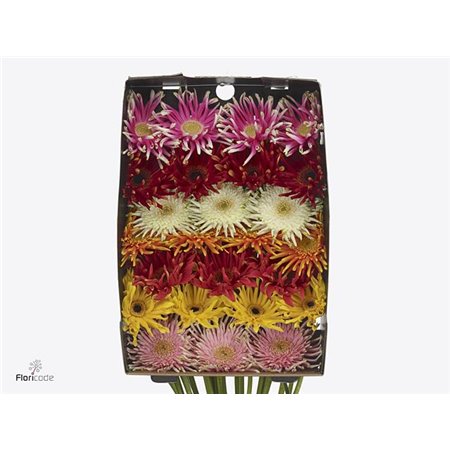 Gerbera .racket Gr Pasta Mixed c1747