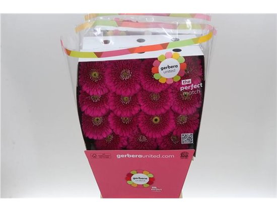 Gerbera .racket Gr Pom Ball c1748